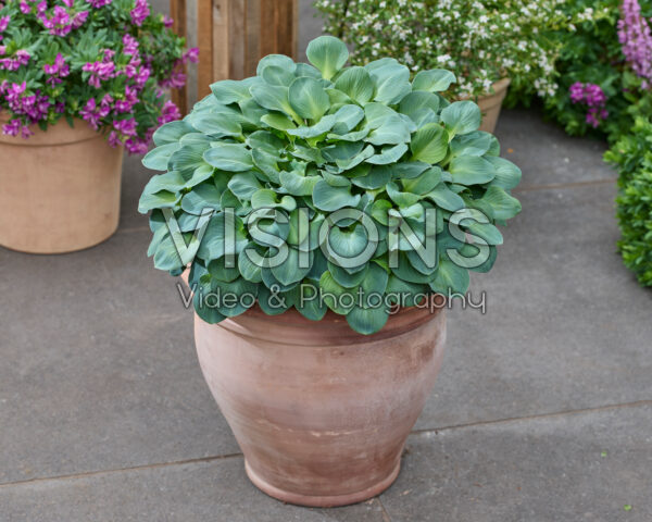 Hosta Blue Mouse Ears