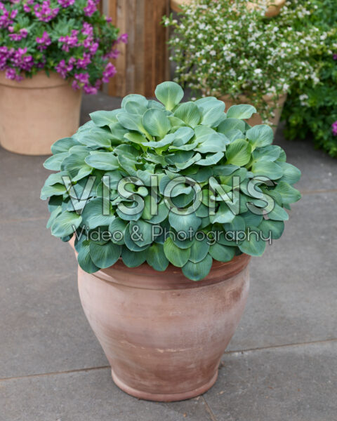 Hosta Blue Mouse Ears
