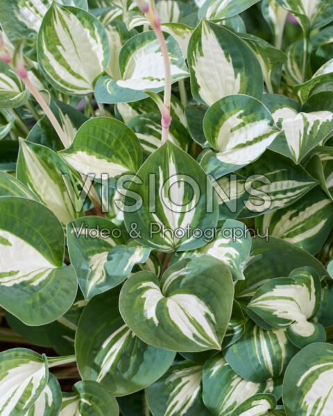 Hosta Pandora's Box Hosta Pandora's Box