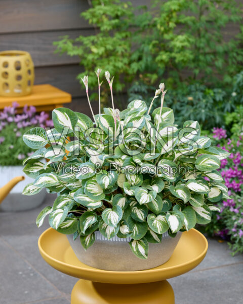 Hosta Pandora's Box