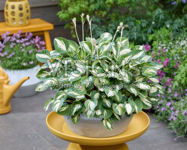 Hosta Pandora's Box