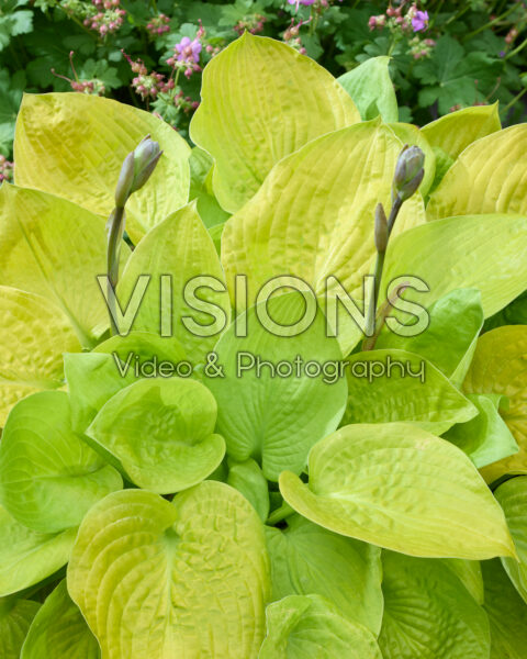 Hosta Glad Tidings