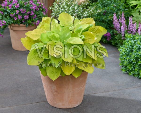 Hosta Glad Tidings Hosta Glad Tidings