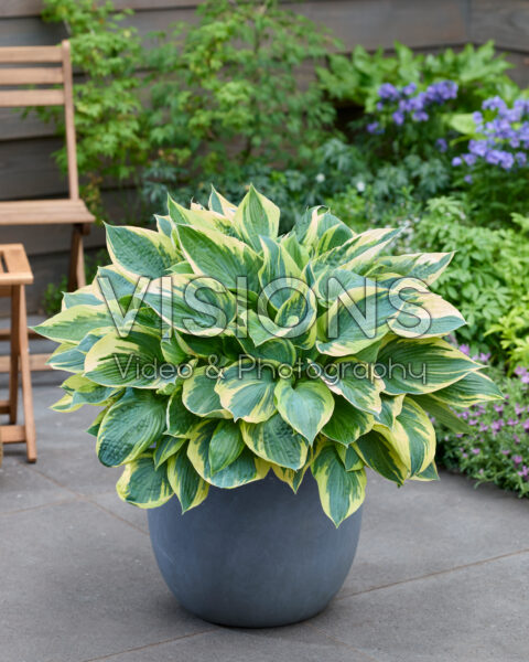 Hosta Hi-class
