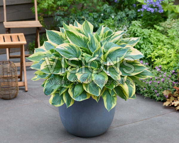 Hosta Hi-class