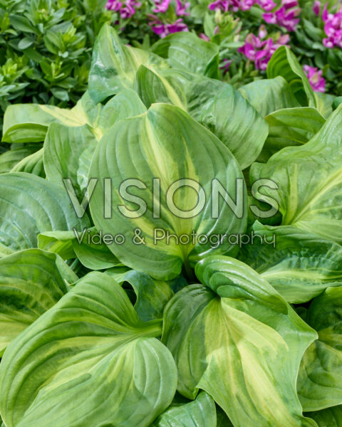 Hosta Emerald Charger