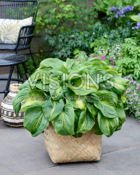 Hosta Emerald Charger