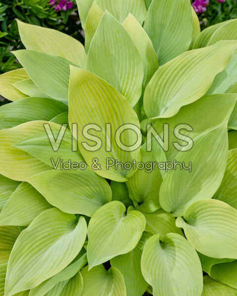 Hosta Sunny Halcyon