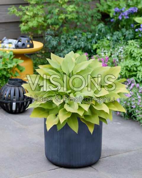 Hosta Sunny Halcyon