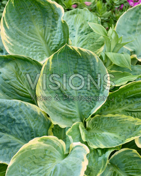Hosta Pizzazz