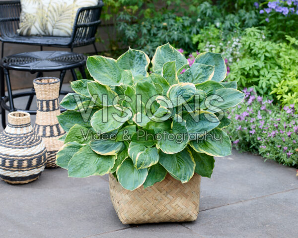 Hosta Pizzazz