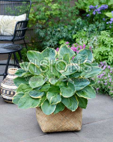 Hosta Pizzazz