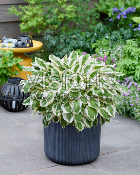 Hosta Diamonds are Forever