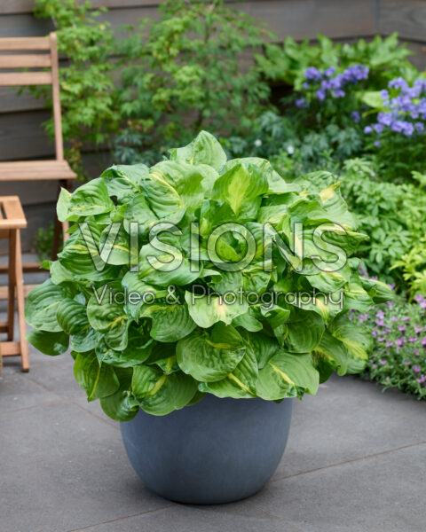 Hosta Mango Tango