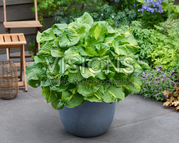 Hosta Mango Tango