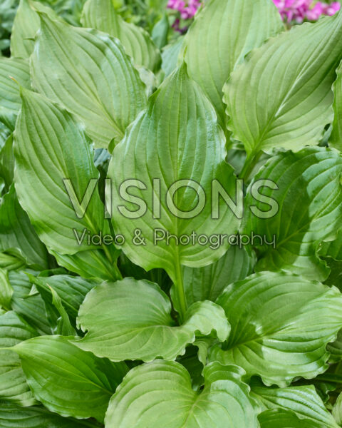 Hosta Stirfry