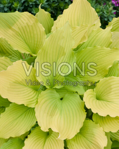 Hosta Dancing Queen