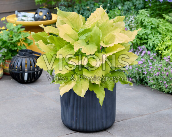 Hosta Dancing Queen