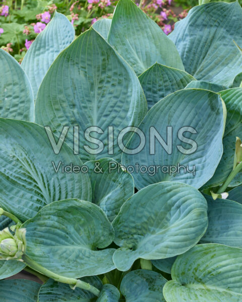 Hosta Blue Vision