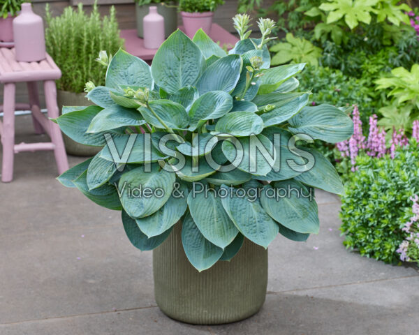 Hosta Blue Vision