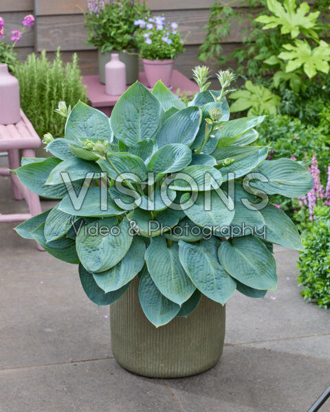 Hosta Blue Vision