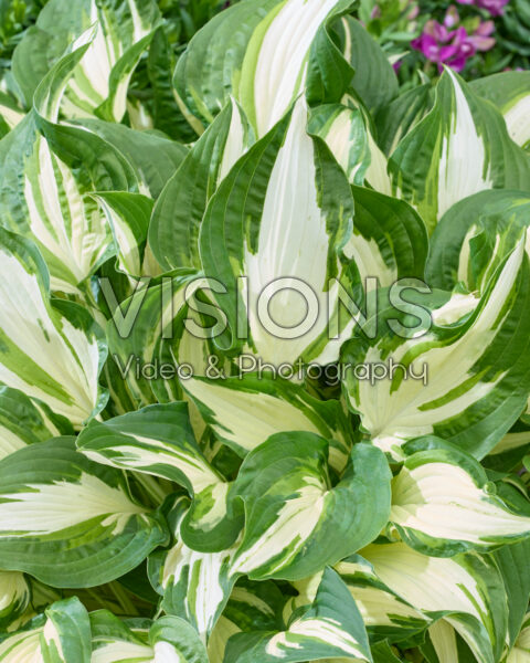 Hosta White Christmas