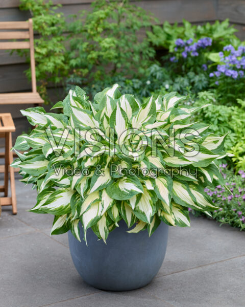 Hosta White Christmas
