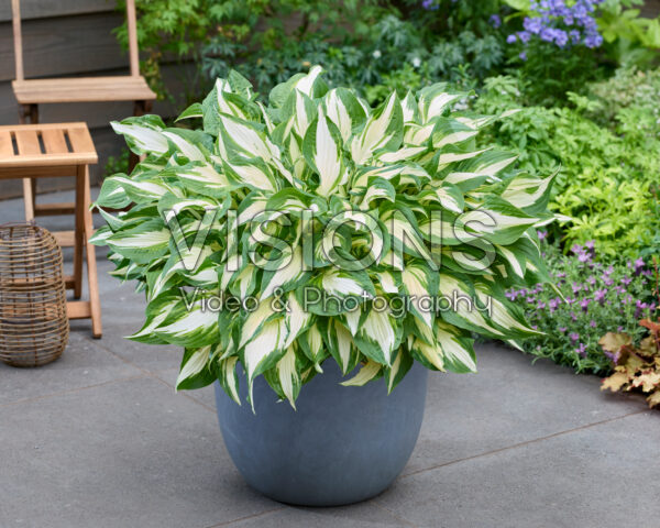 Hosta White Christmas