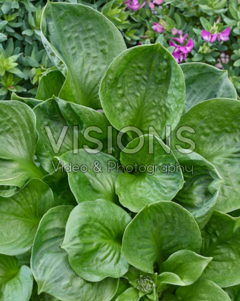 Hosta Monster Ears