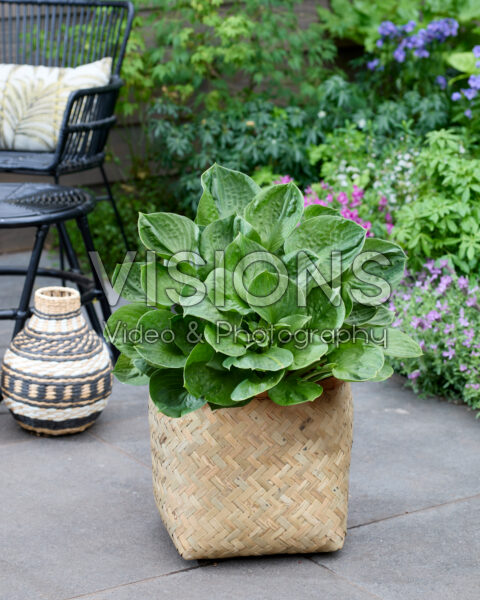 Hosta Monster Ears