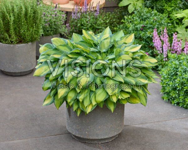 Hosta Dinner Mint