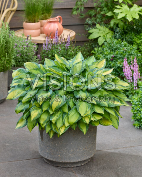 Hosta Dinner Mint