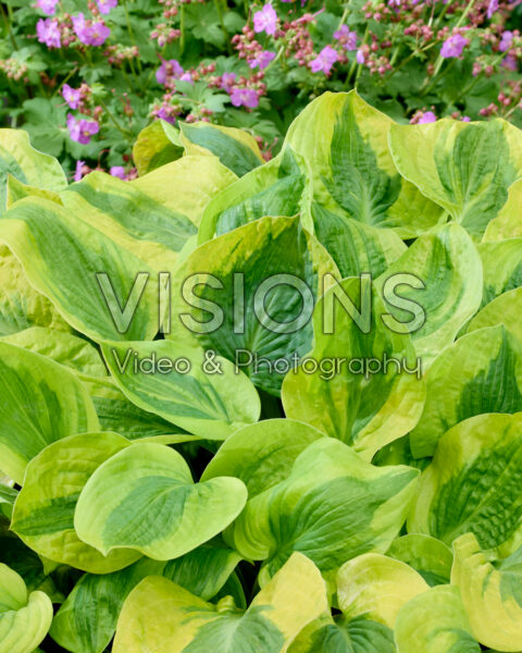 Hosta Glad Rags