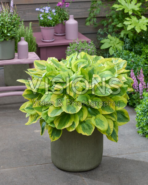 Hosta Glad Rags