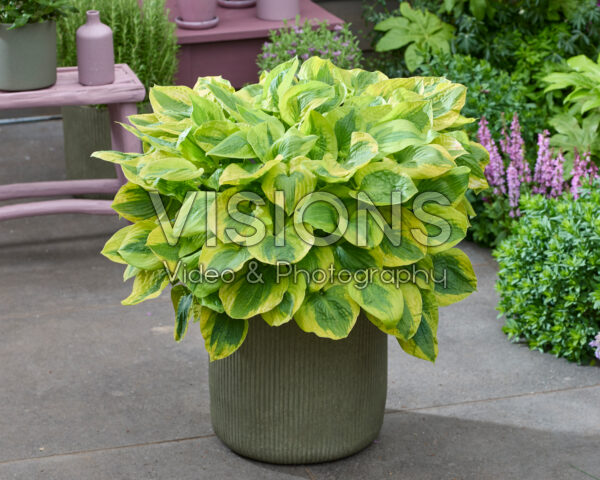 Hosta Glad Rags