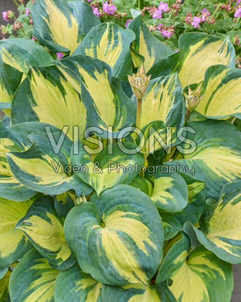 Hosta Beach Boy