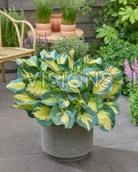 Hosta Beach Boy