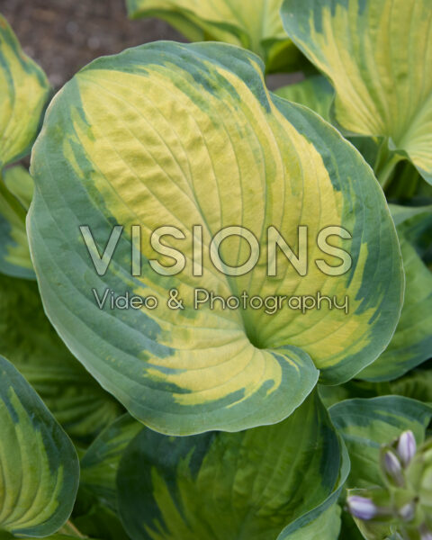 Hosta Old Glory Hosta Old Glory