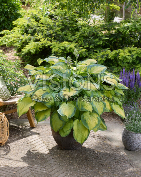Hosta Old Glory