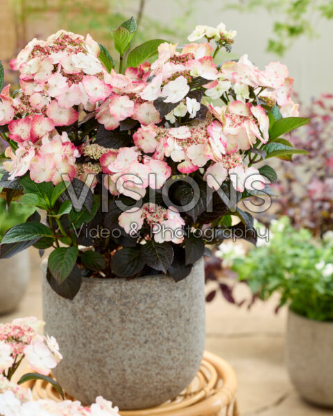 Hydrangea serrata Choco White