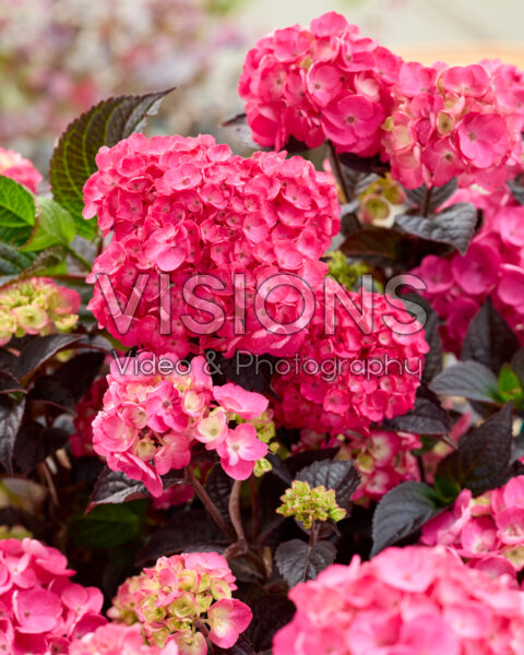 Hydrangea serrata Choco Strawberry