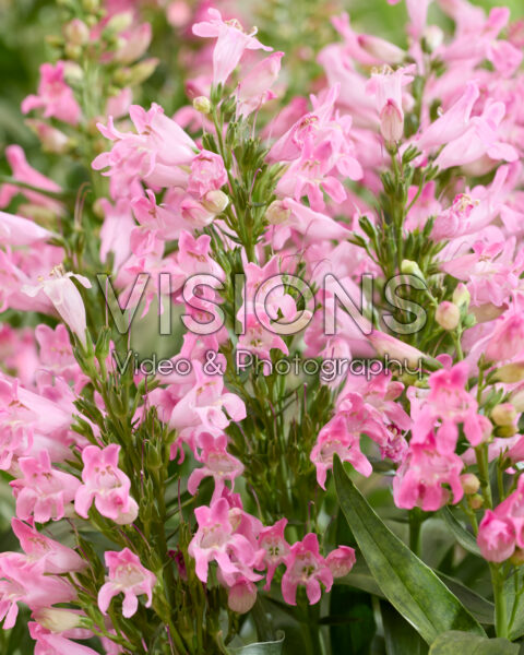 Penstemon Rock Candy Light Pink® Penstemon Rock Candy Light Pink®