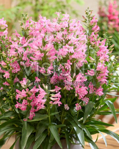 Penstemon Rock Candy Light Pink®