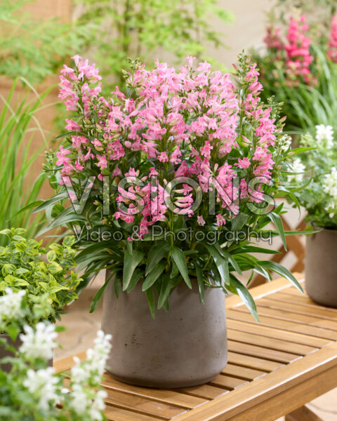 Penstemon Rock Candy Light Pink®