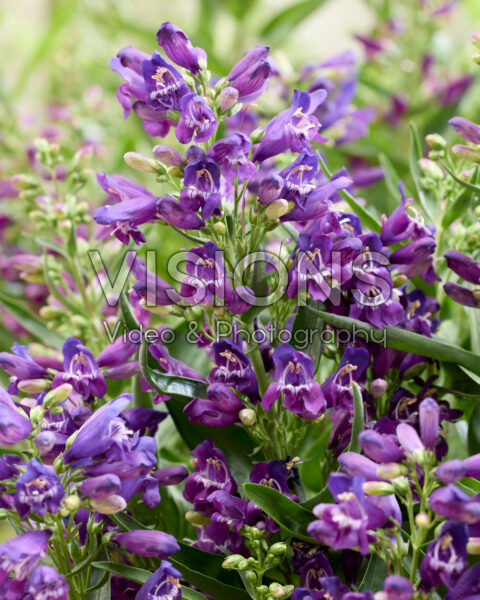 Penstemon Rock Candy Purple®