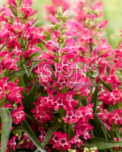 Penstemon Rock Candy Ruby®
