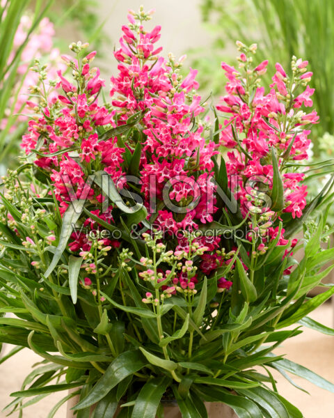 Penstemon Rock Candy Ruby®