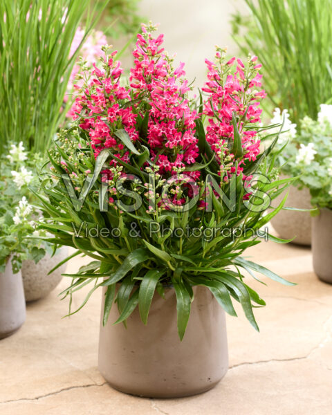 Penstemon Rock Candy Ruby®