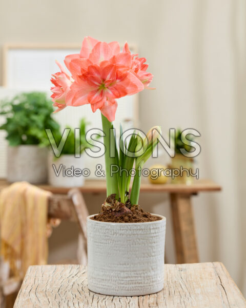 Hippeastrum Blossom Harmony