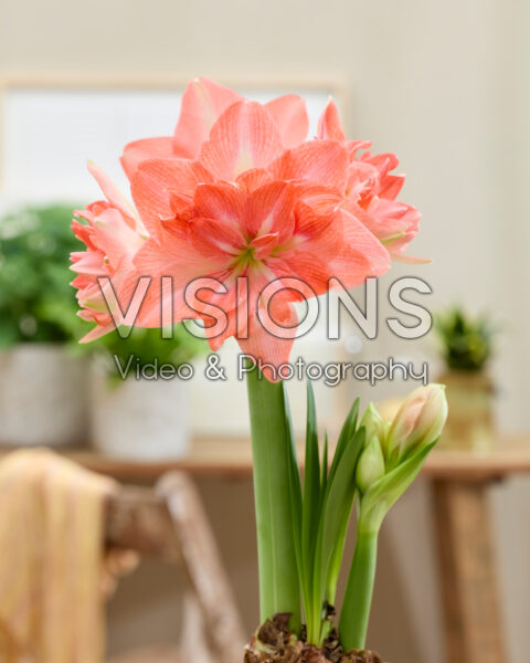 Hippeastrum Blossom Harmony